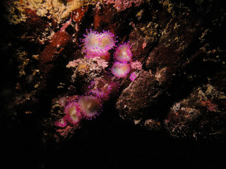 Jewel anemone, Corynactis australis © Matt Ruglys