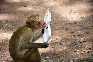 monkey are licking food from foam box, starving and hungry