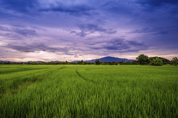 landscape of rice fields with sunset sky in Thailand