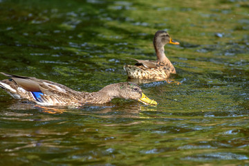 duck floating in the pond