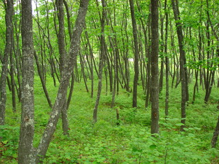 Obraz premium Дубовая роща