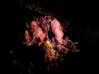 White-striped anemone, Anthothoe albocincta © Matt Ruglys