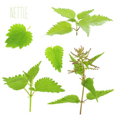 young leaves of nettle on a white background