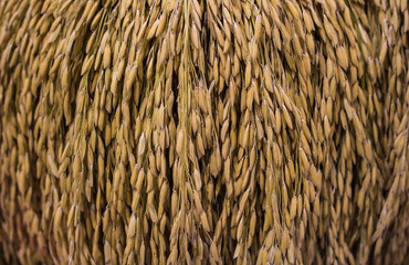 paddy rice . ears of paddy rice texture. Abstract background