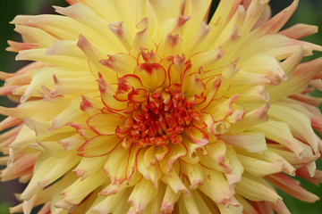 Obraz premium A huge flower of a yellow orange dahlia