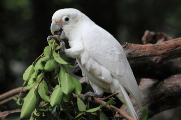 greedy white parrot in Guangzhou
