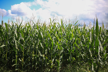 Corn stalks.