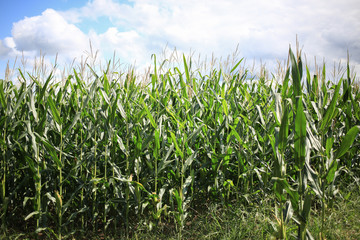 Corn stalks.