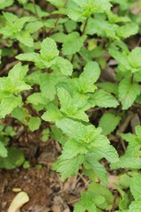 Pepper mint leaves in the nature