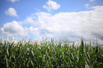 The corn leaves and flowers at the top of the stalks.