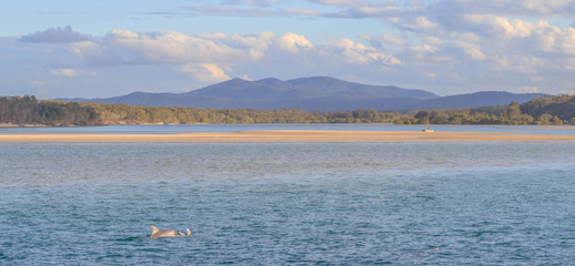 Dolphins and Landcape