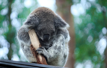 Koala Hospital