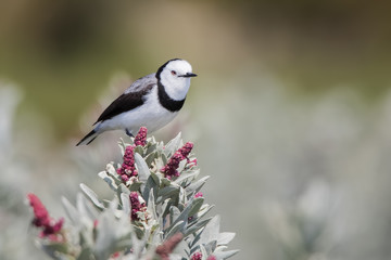 Obraz premium White-fronted Chat (Epthianura albifrons)