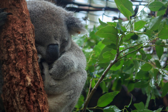 Koala Hospital