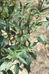 The red peppers on the tree