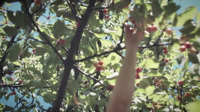 4K Summer Shot, Woman in Cherry Tree