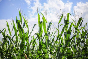 Obraz premium Flowers at the tops of the corn stalks.