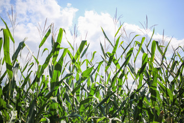 Flowers top the stalks on a corn field.