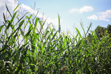 Flowers and leaves on corn stalks.