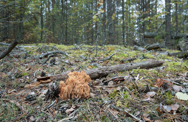Scaly tooth fungus, Sarcodon squamosus growing in pine forest