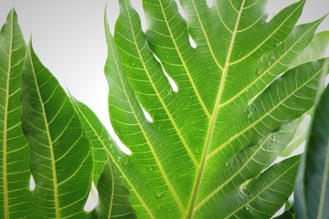 Green leaf with drops of water with nature