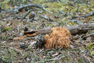 Coral fungi Ramaria eosanguinea growing in dry coniferous environment
