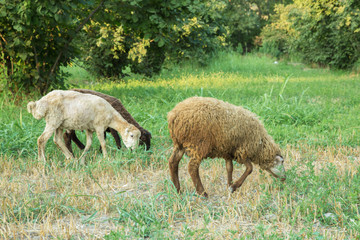 The sheep are grazing in the meadows