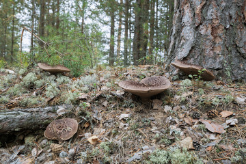 Scaly tooth fungus, Sarcodon squamosus growing in pine forest