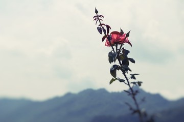 Beautiful roses is blooming in the garden
