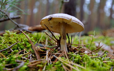 Trujący, halucynogenny grzyb znaleziony w lesie