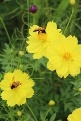 Beautiful cosmos colorful flowers in the garden