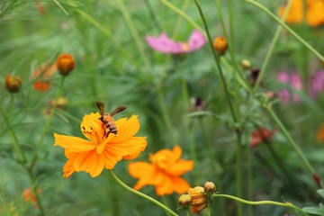 Beautiful cosmos colorful flowers in the garden