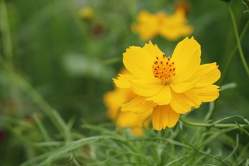 Beautiful cosmos colorful flowers in the garden