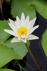 Beautiful lotus in the pond with nature