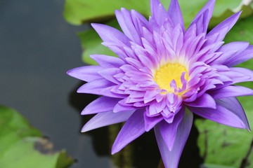 Beautiful lotus in the pond with nature