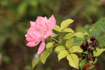 Beautiful roses is blooming in the garden