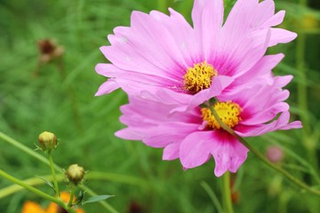 Beautiful cosmos colorful flowers in the garden