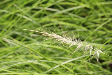 grass flowers in the nature