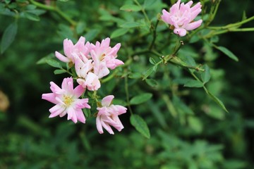 Beautiful roses is blooming in the garden