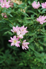 Beautiful roses is blooming in the garden