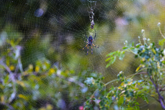 Endemic spider at Reunion Island