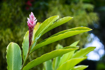 Pink ginger flower in garden