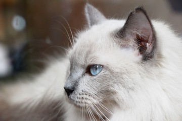 Cats with blue eyes are staring