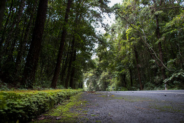 Fototapeta premium Asphalt road through the deep forest. Close up, Nature background.