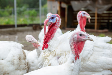 Turkey on a farm , breeding turkeys. White turkey portrait. Flock of Turkeys at the farm. Pasture...