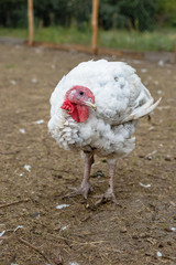 Turkey on a farm , breeding turkeys. White turkey portrait. Flock of Turkeys at the farm. Pasture raised turkey on a farm.