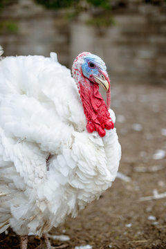 Turkey on a farm , breeding turkeys. White turkey portrait. Flock of Turkeys at the farm. Pasture raised turkey on a farm.