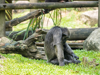 close up of a chimpanzee