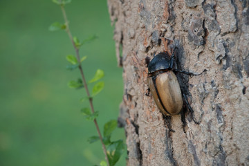 Beetle on a bark, Close up.