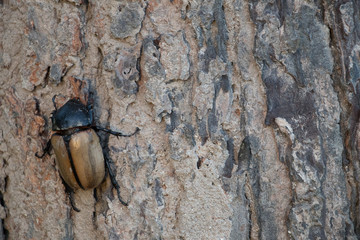 Beetle on a bark, Close up.